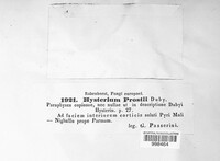 Hysterium prostii image